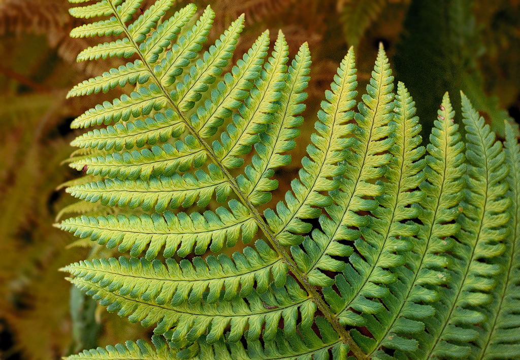 4711 Blatt-SAM_0545-1-Kopie.jpg